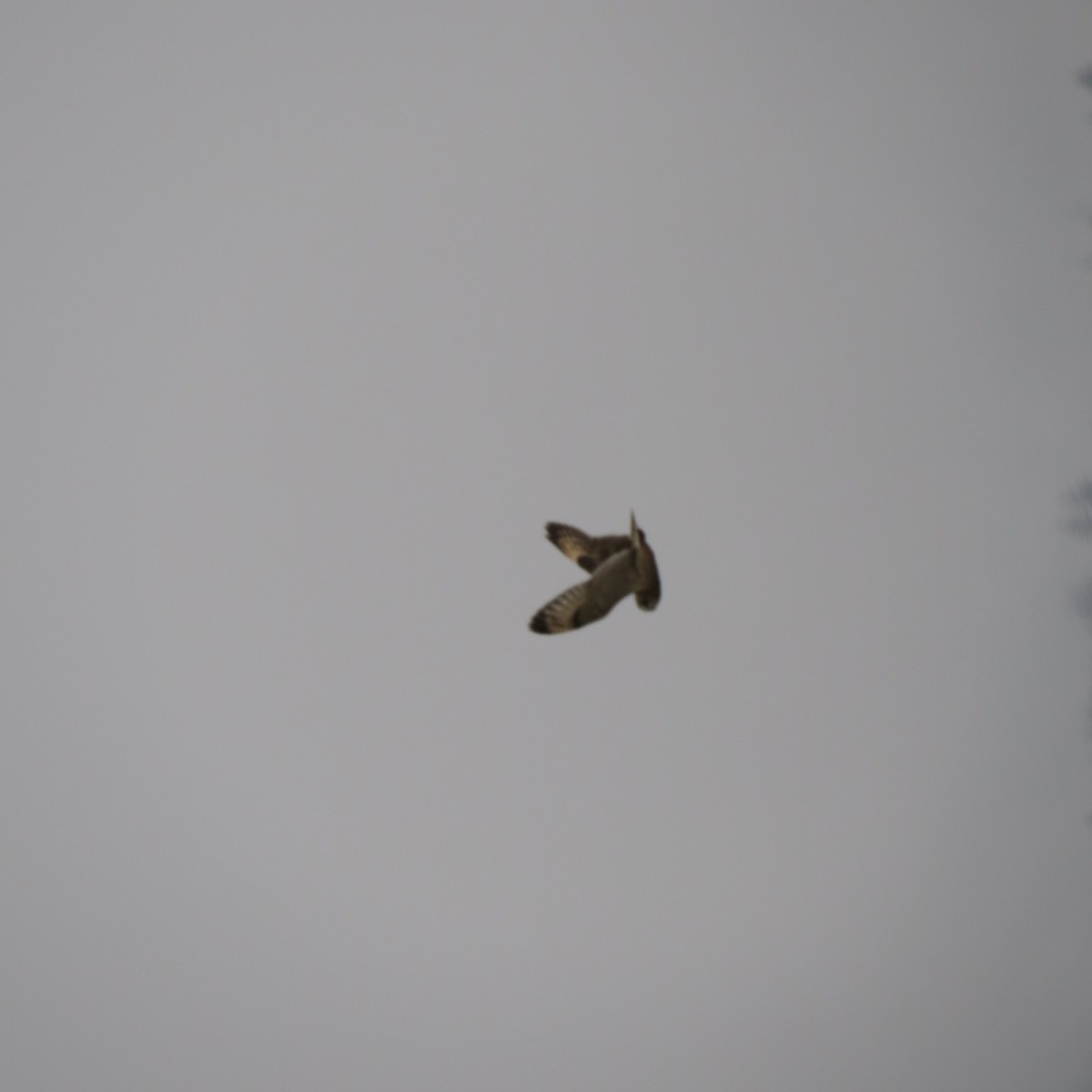 Zingira-hontza - ML645955324