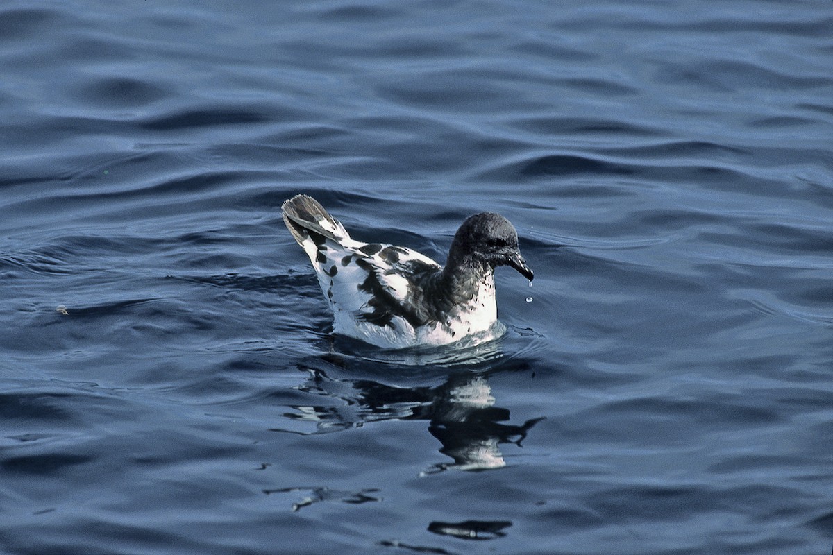 Pintado Petrel - ML645955328