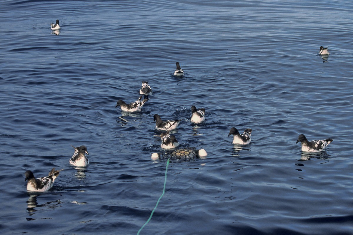 Pintado Petrel - ML645955329