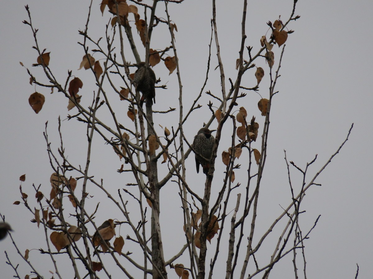 Декол золотистий - ML645955333