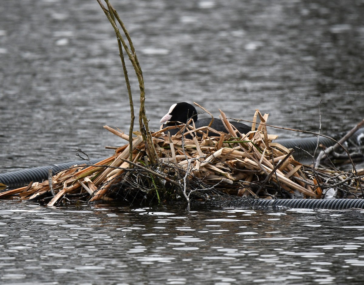 Лиска звичайна - ML645955334