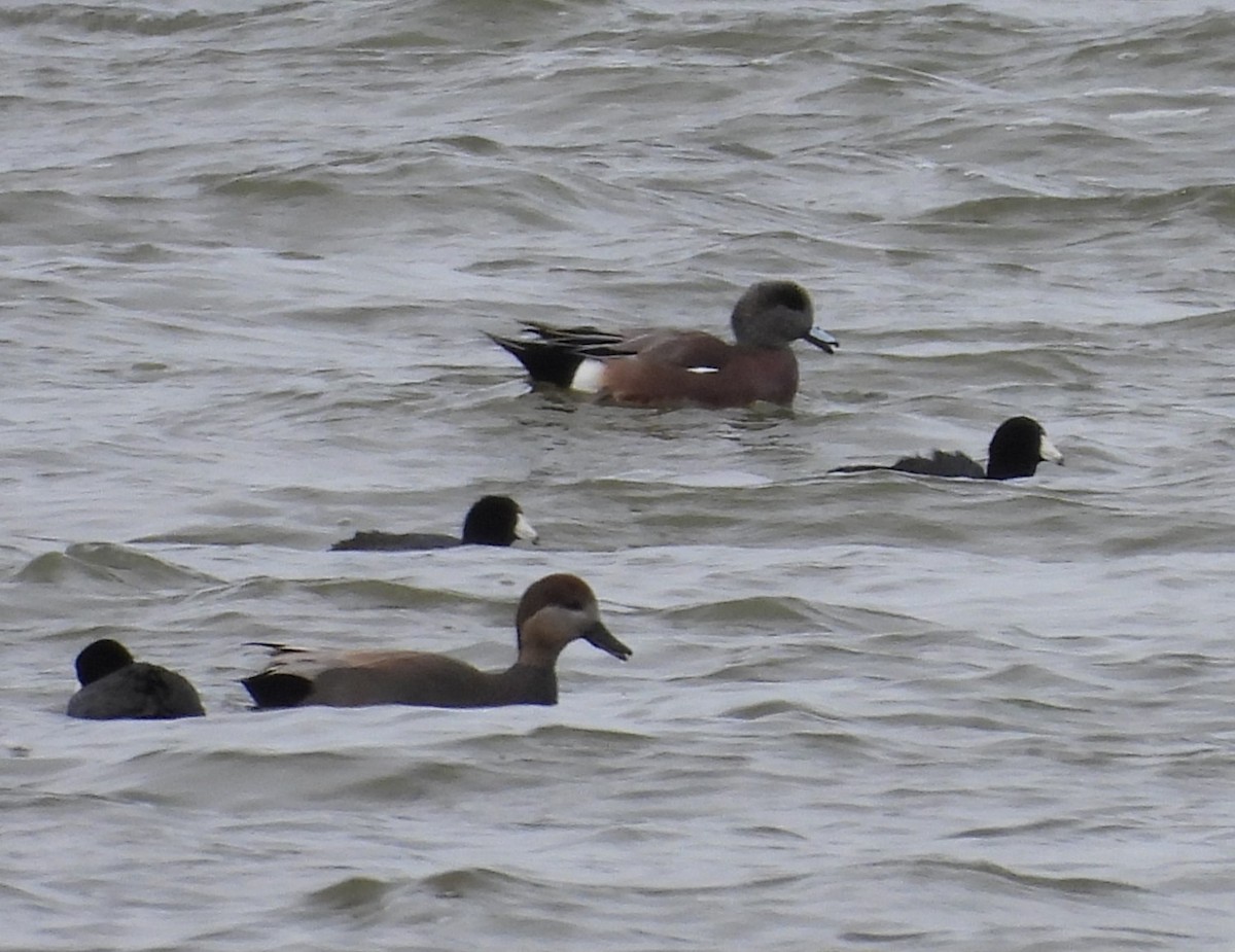 Свищ американський - ML645955335