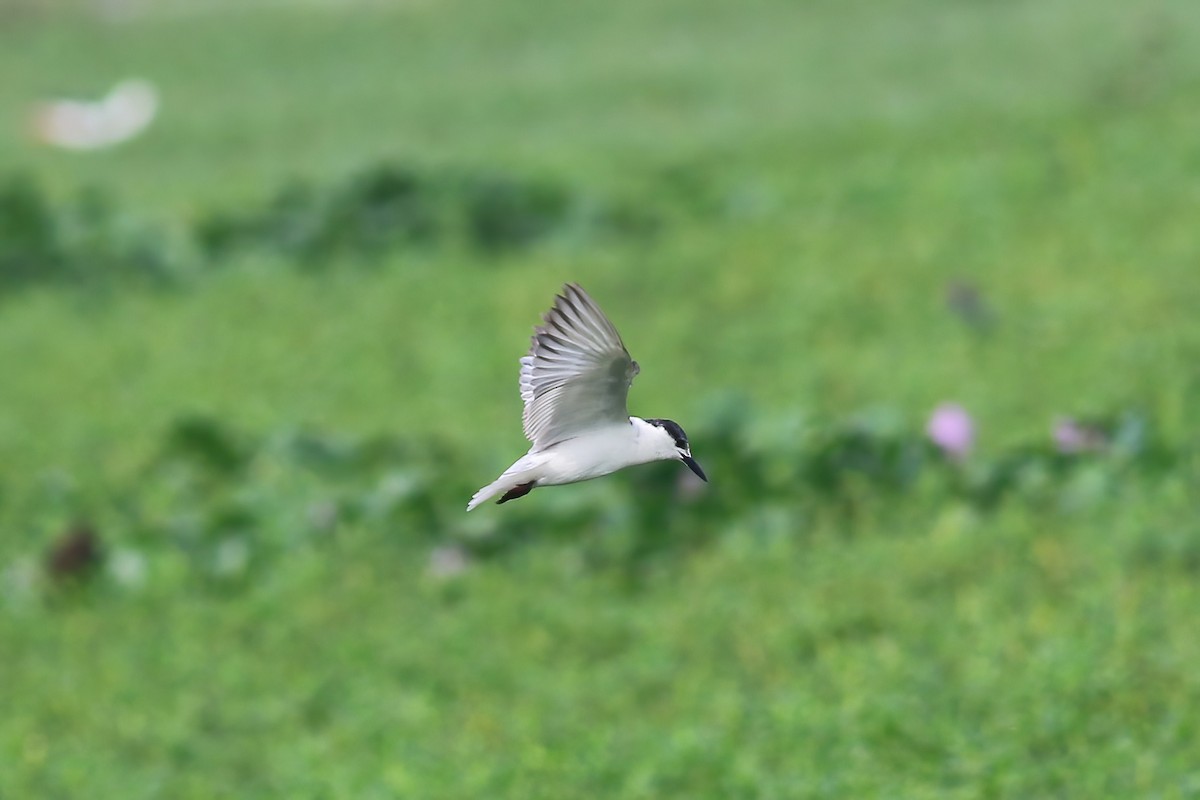 Крячок білощокий - ML645955337