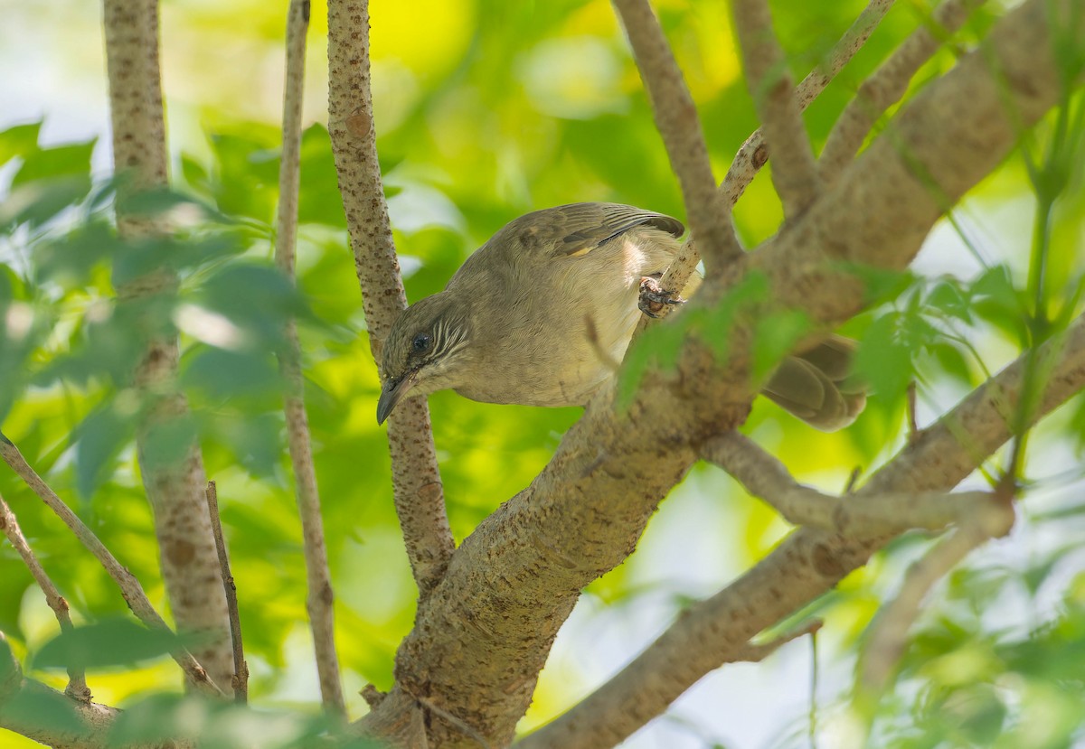 Бюльбюль таїландський - ML645955339