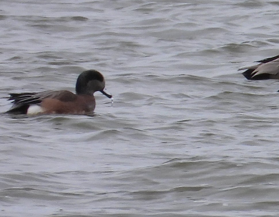 Свищ американський - ML645955340