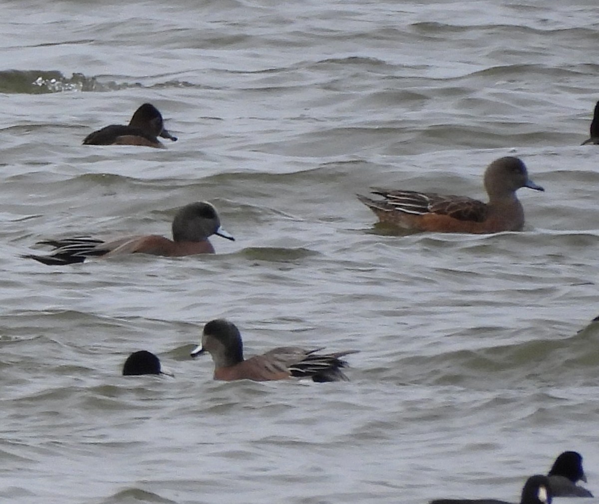 Свищ американський - ML645955341