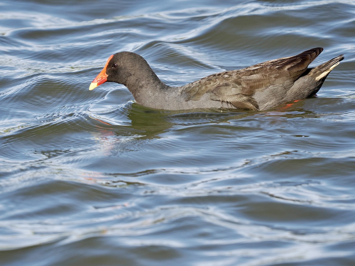 Курочка чорна - ML645955342