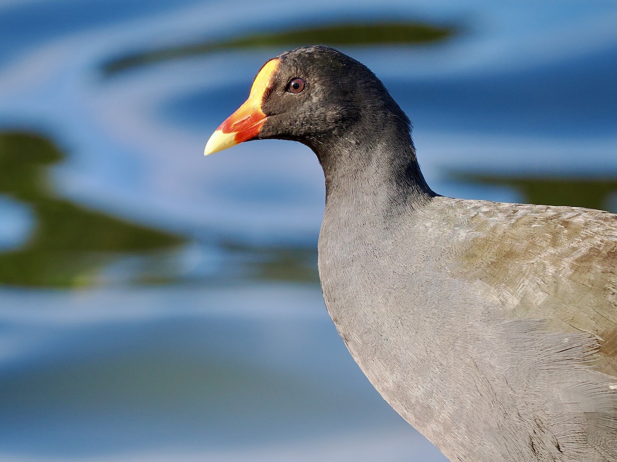 Курочка чорна - ML645955343