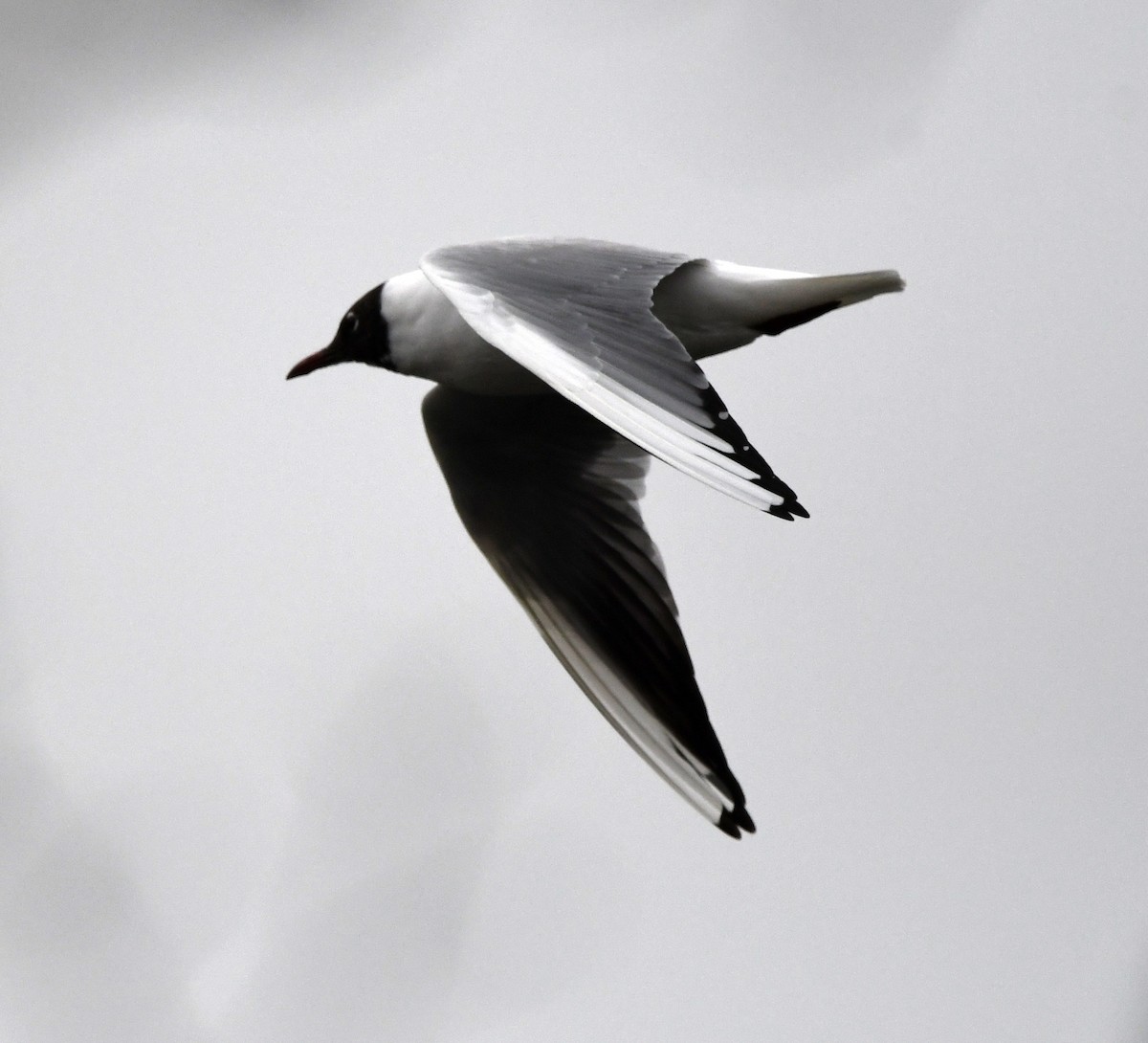 Мартин звичайний - ML645955344