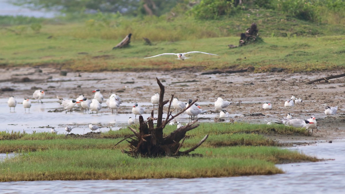 Крячок каспійський - ML645955345