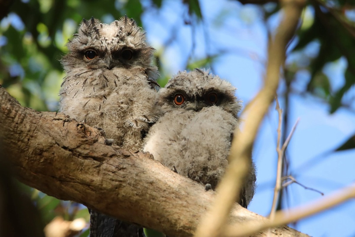 Tawny Frogmouth - ML645955346