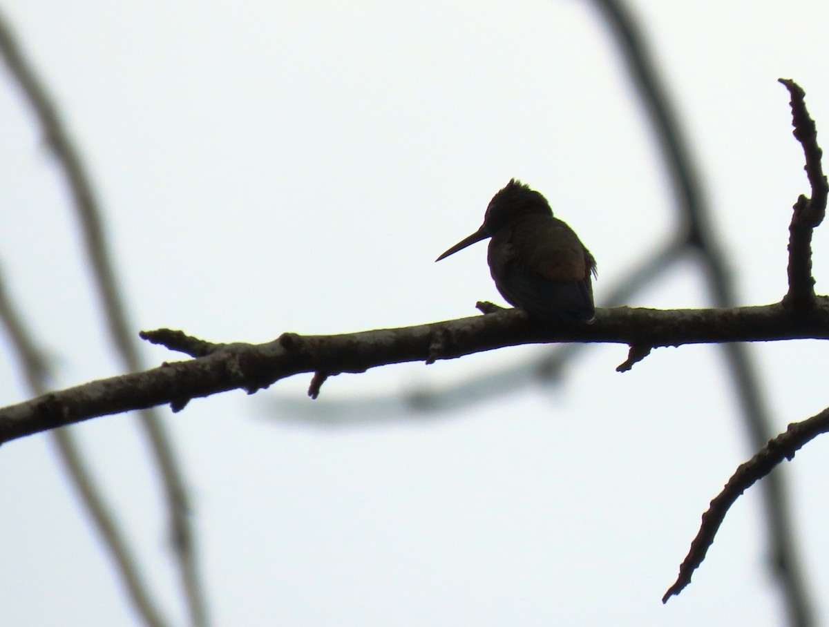 Амазилія-берил тобазька - ML645955347