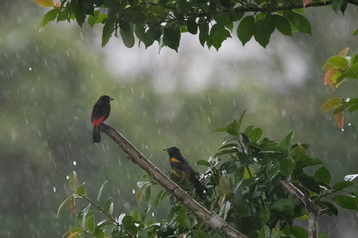 Тапіранга червоногуза - ML645955348