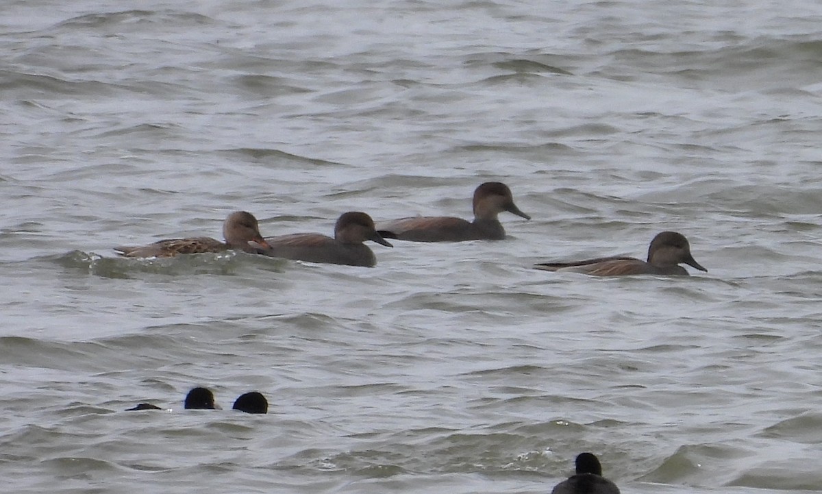 Нерозень - ML645955350