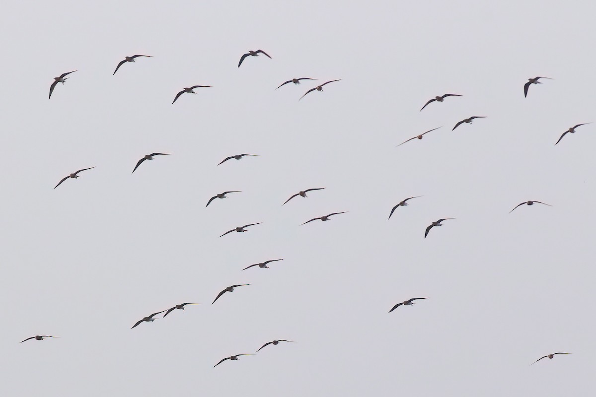 Дерихвіст забайкальський - ML645955351