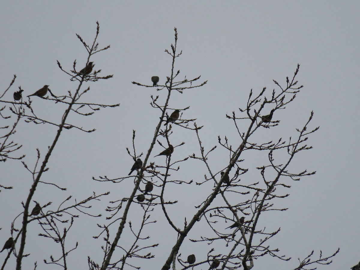 Дрізд мандрівний - ML645955352