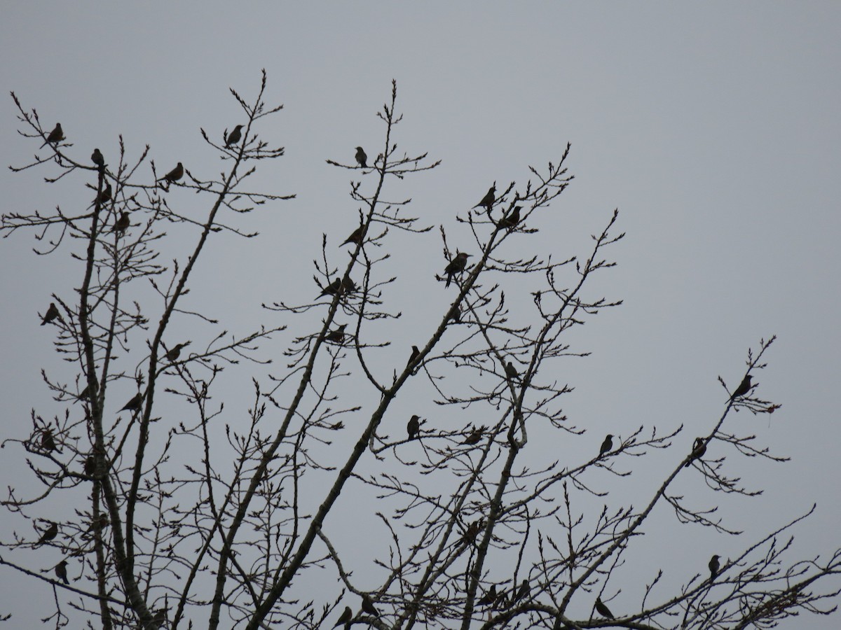 Дрізд мандрівний - ML645955353