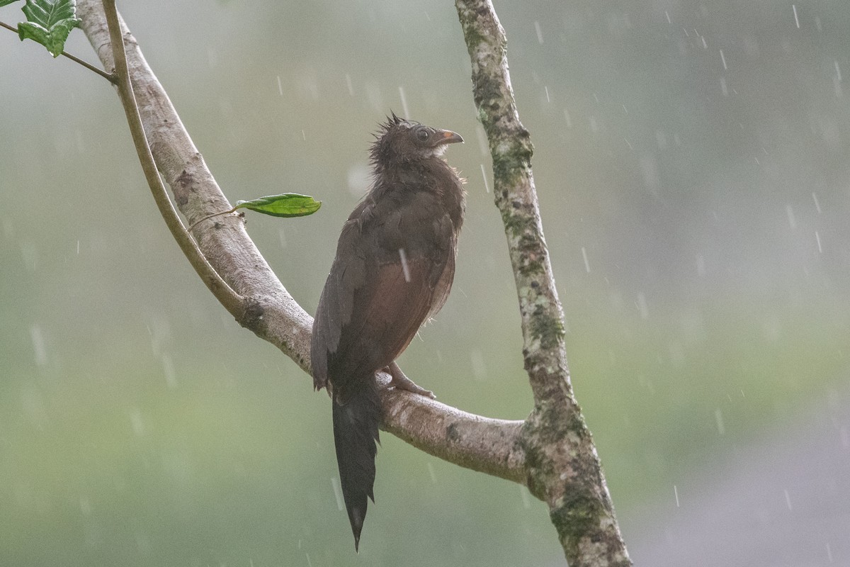 Чачалака сіроголова - ML645955355