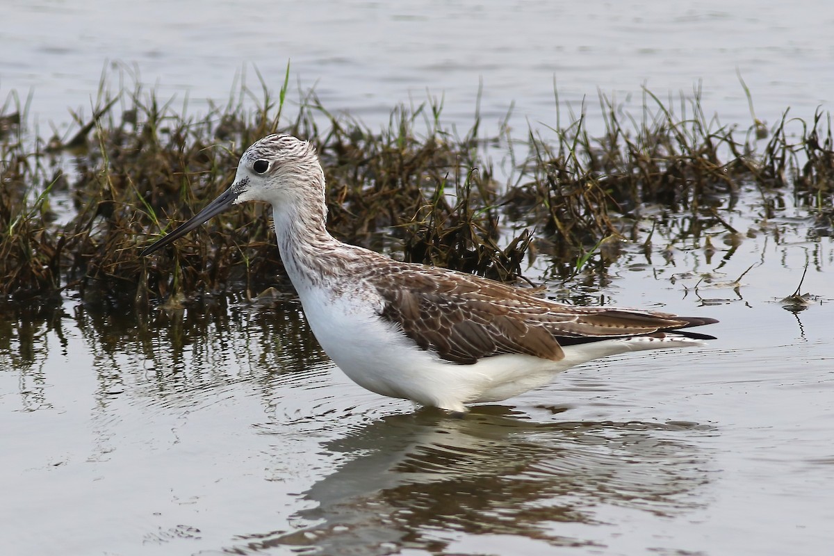 Коловодник великий - ML645955356
