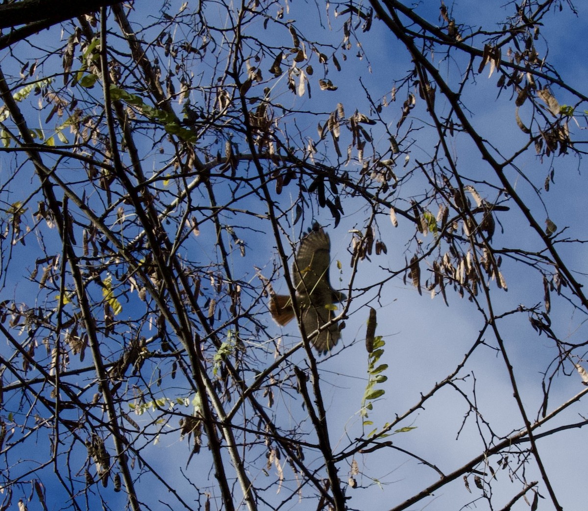 Red-tailed Hawk - ML645955357