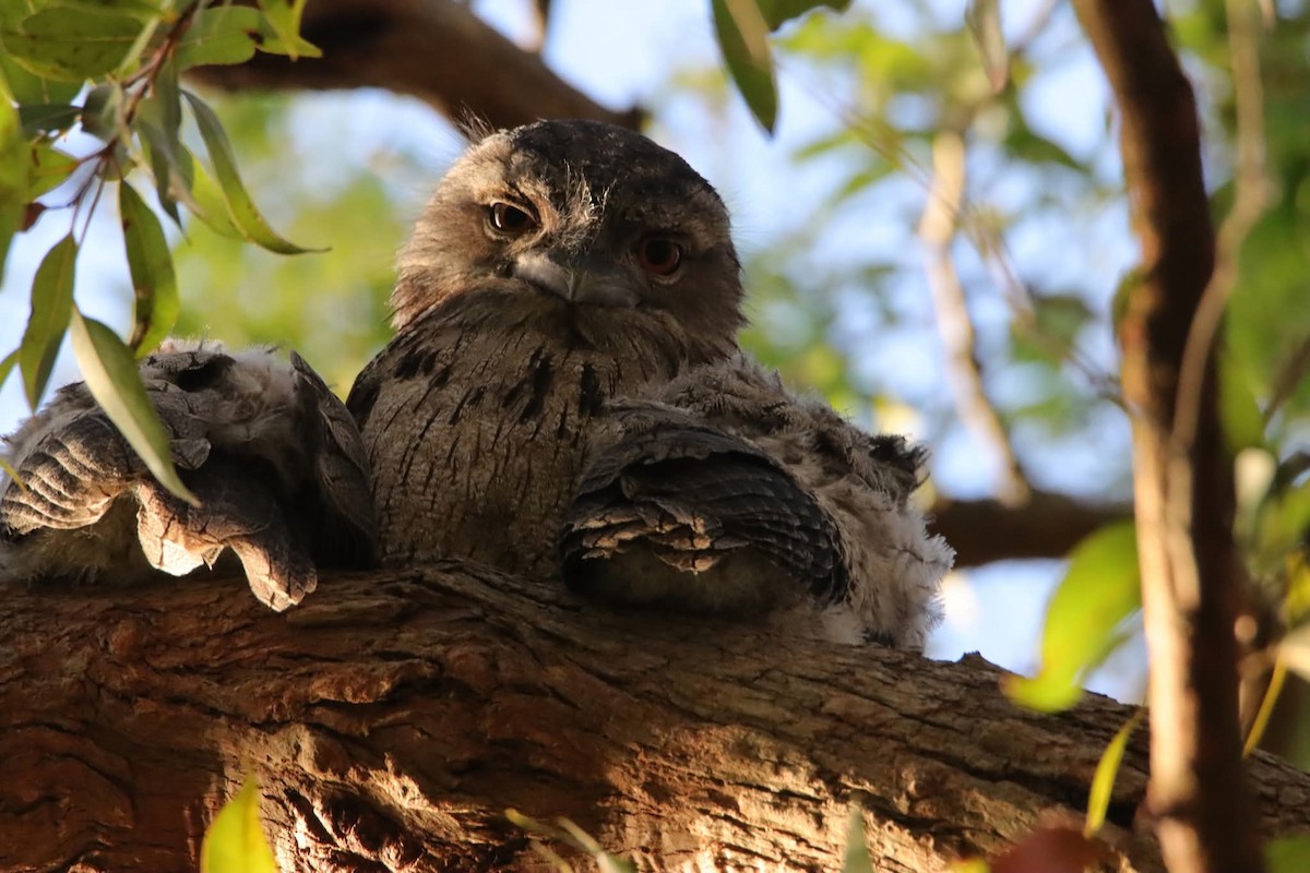 Tawny Frogmouth - ML645955358