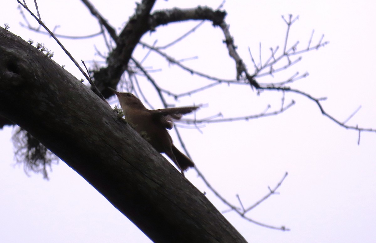 Southern House Wren - ML645955359