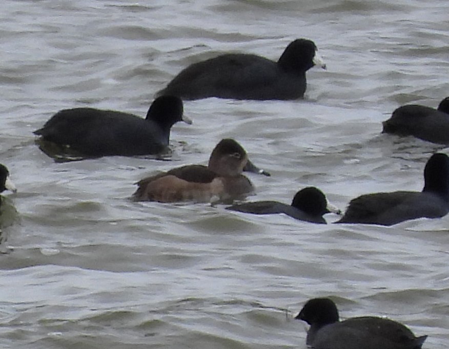 Чернь канадська - ML645955360