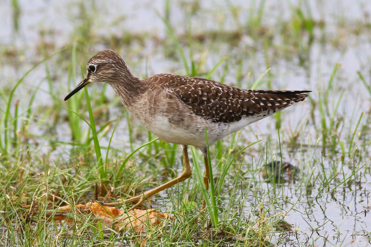 Коловодник болотяний - ML645955361