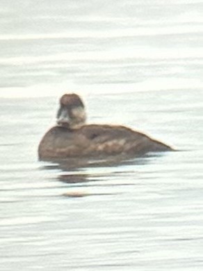 Black Scoter - ML645955363