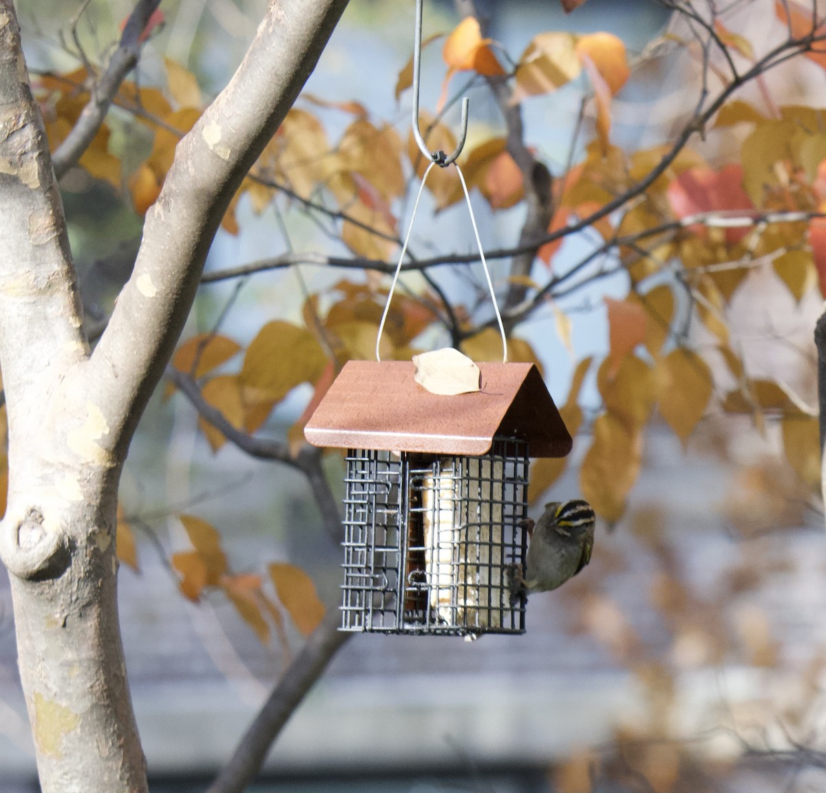 White-throated Sparrow - ML645955365