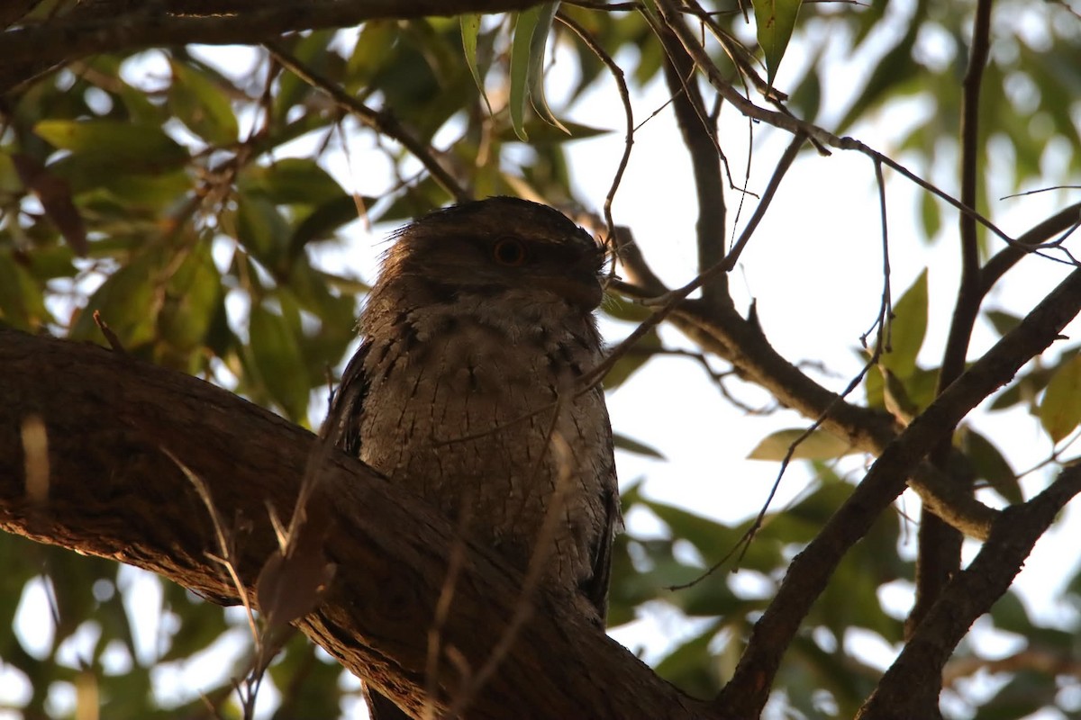 Tawny Frogmouth - ML645955366