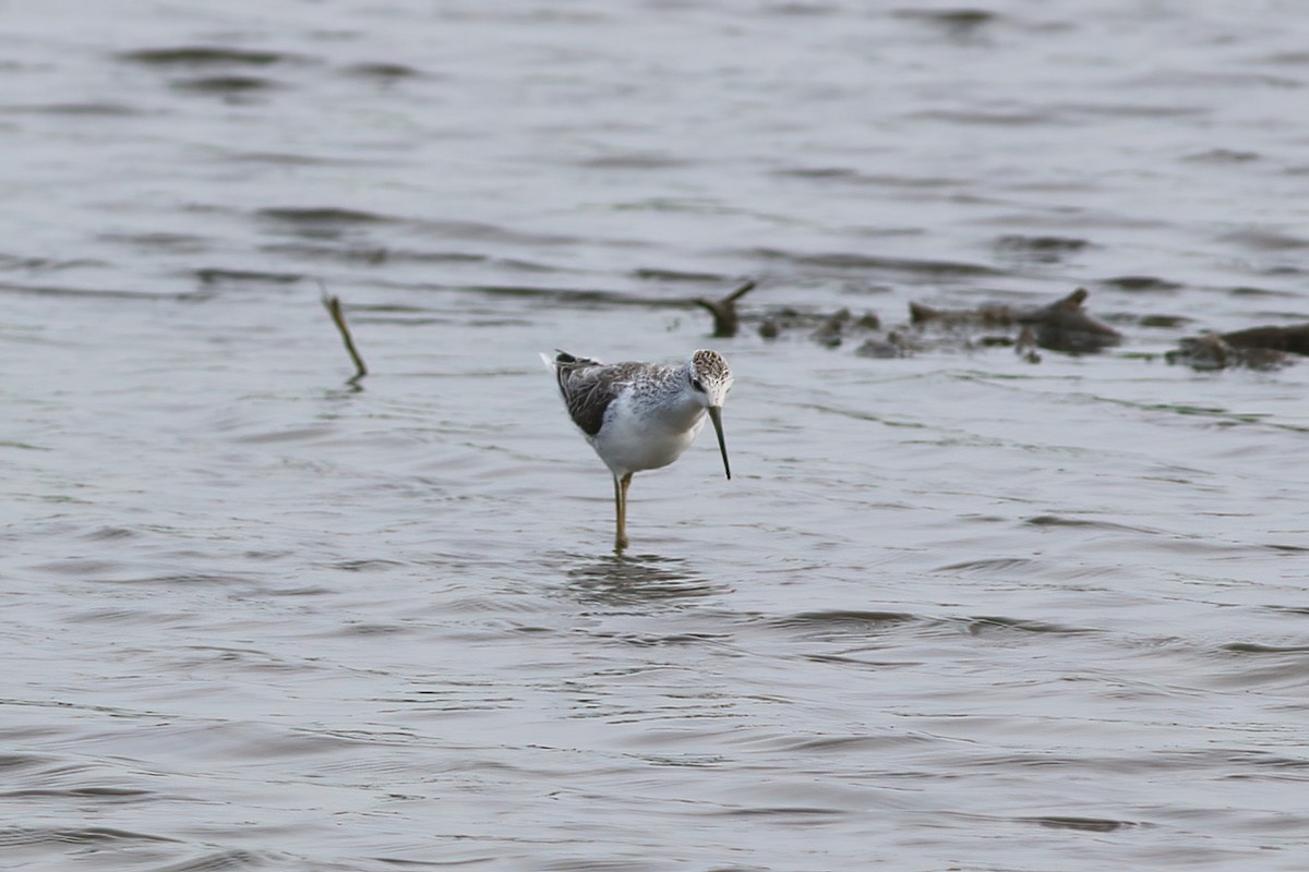 Коловодник ставковий - ML645955369