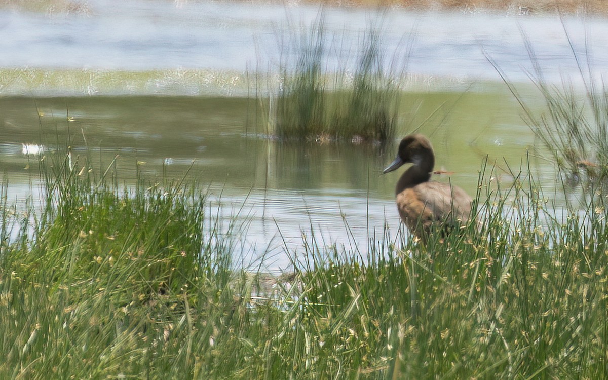 Southern Pochard - ML645955370