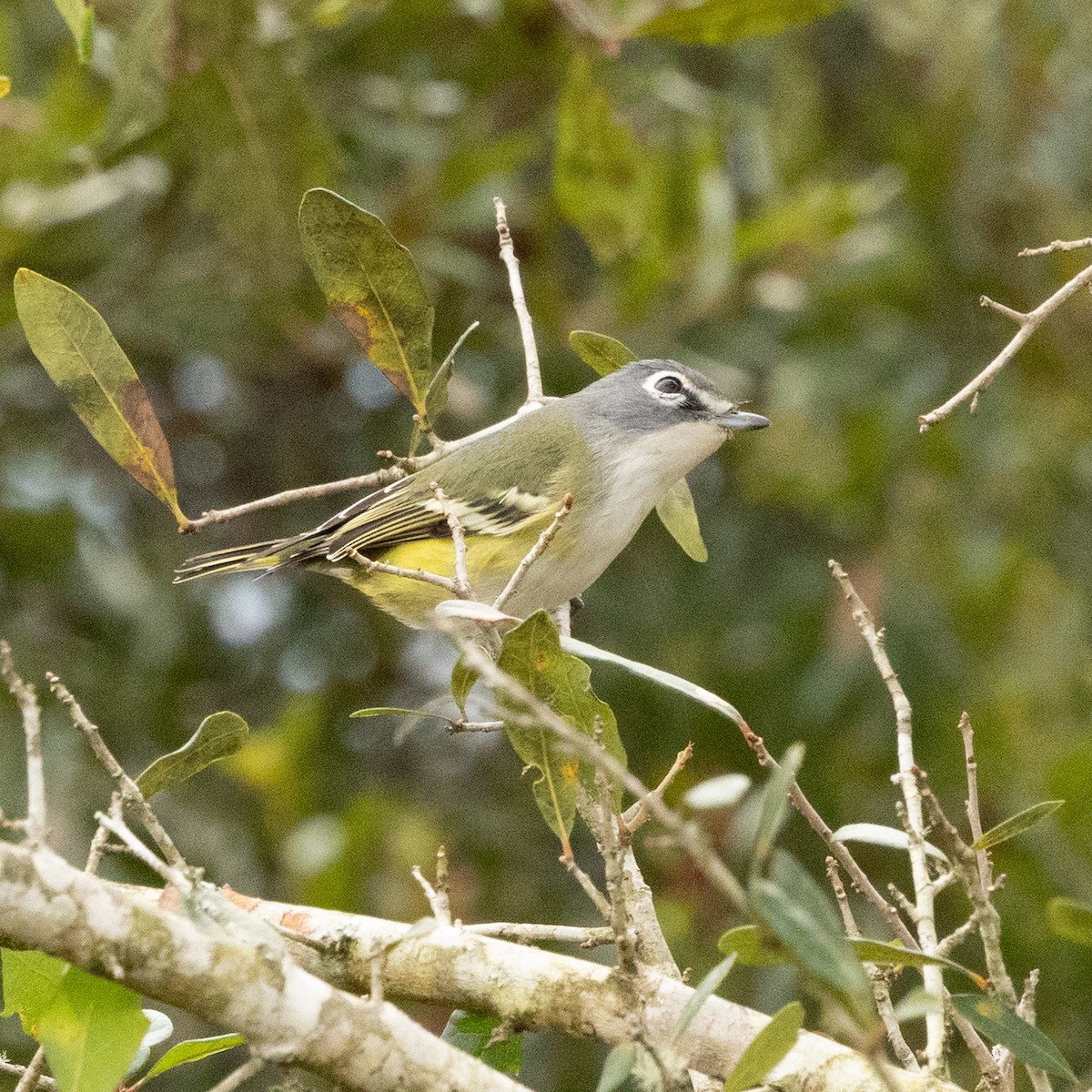 Blue-headed Vireo - ML645955371