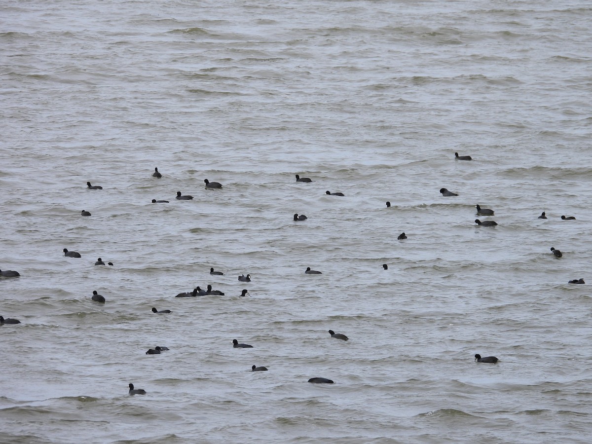 Лиска американська - ML645955372