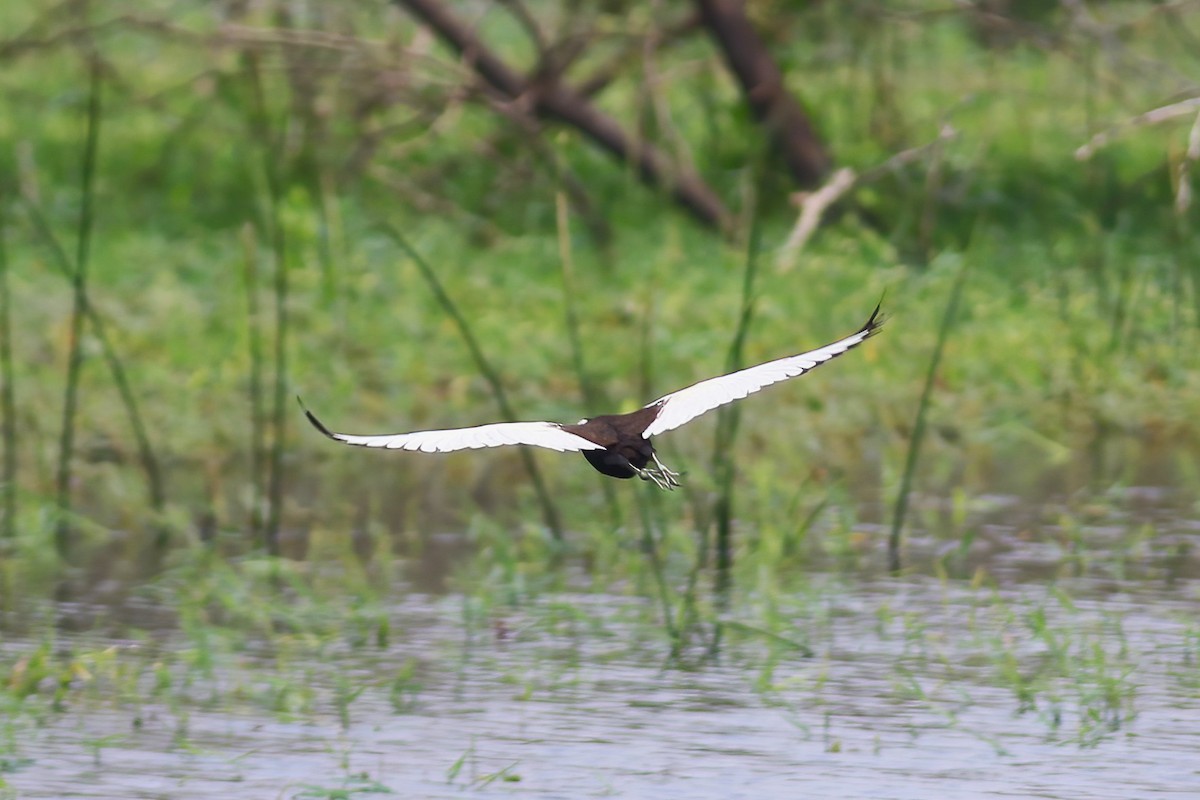 fasanbladhøne - ML645955373