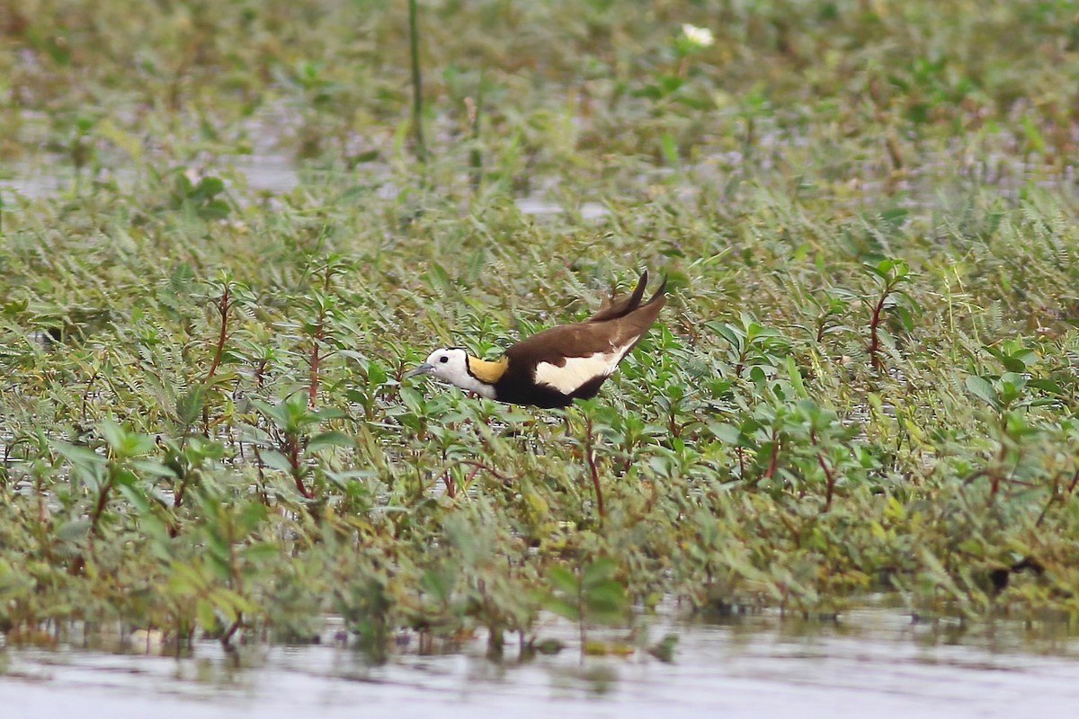 fasanbladhøne - ML645955374