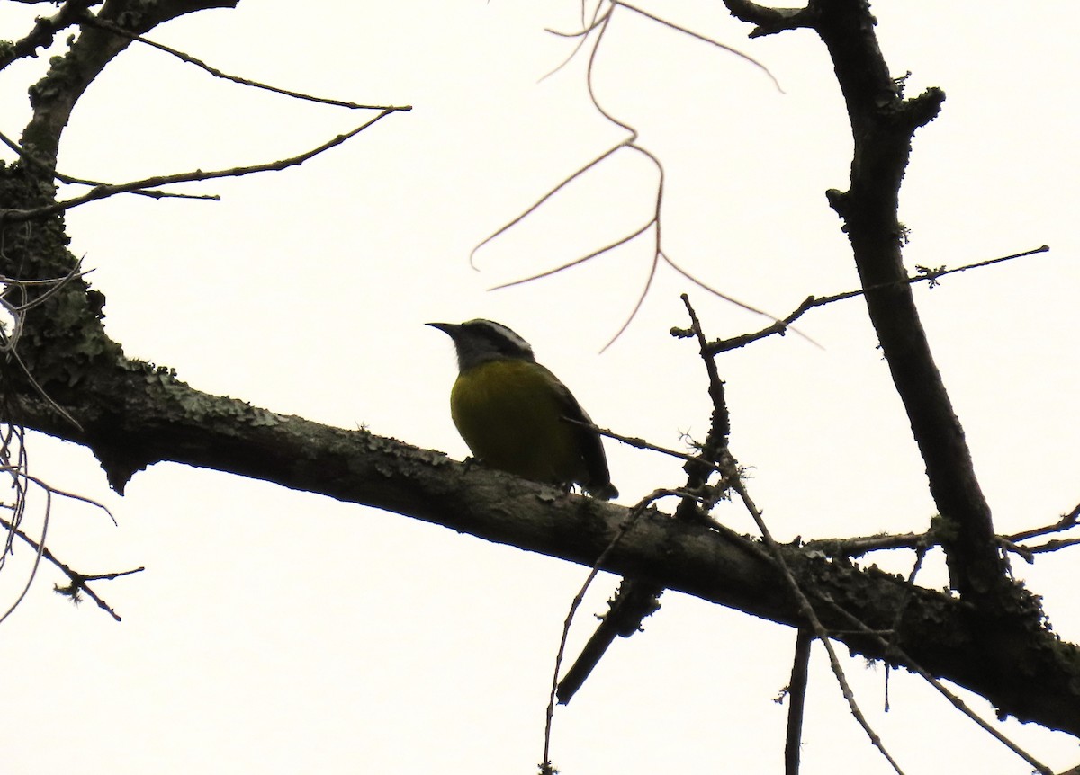 Цереба - ML645955376