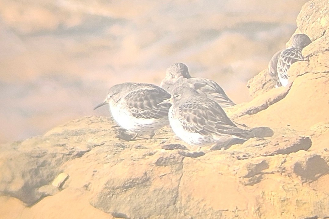 Побережник берингійський - ML645955380