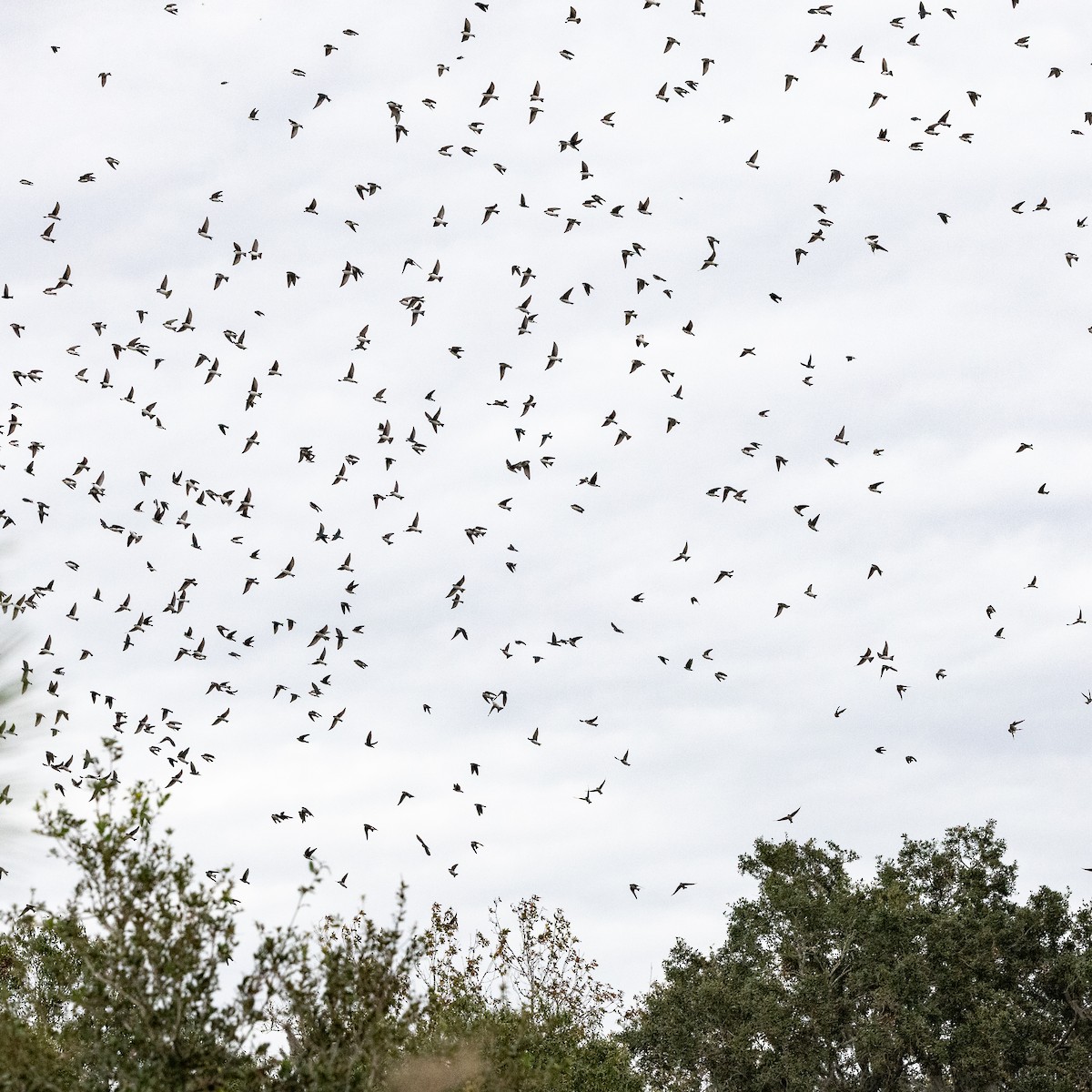 Tree Swallow - ML645955382