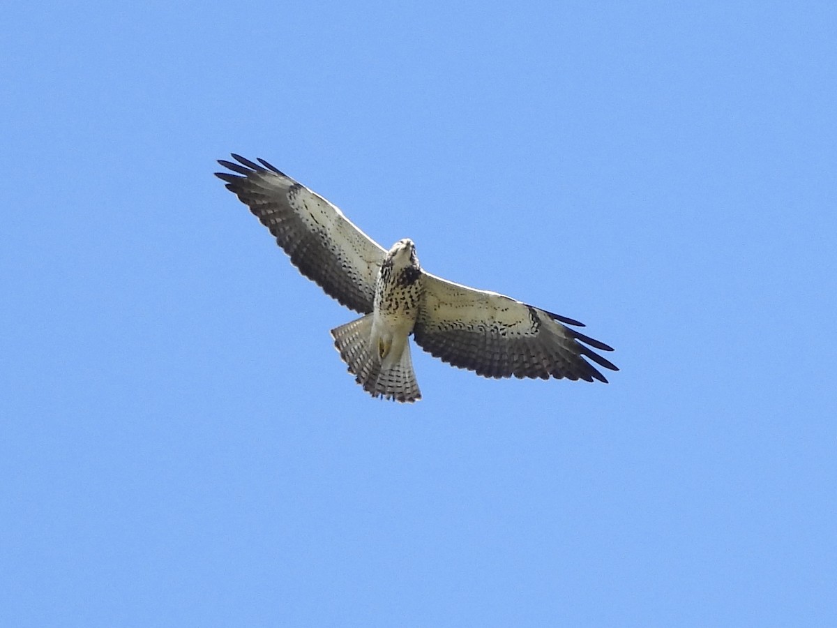 Свенсонов канюк - ML645955385