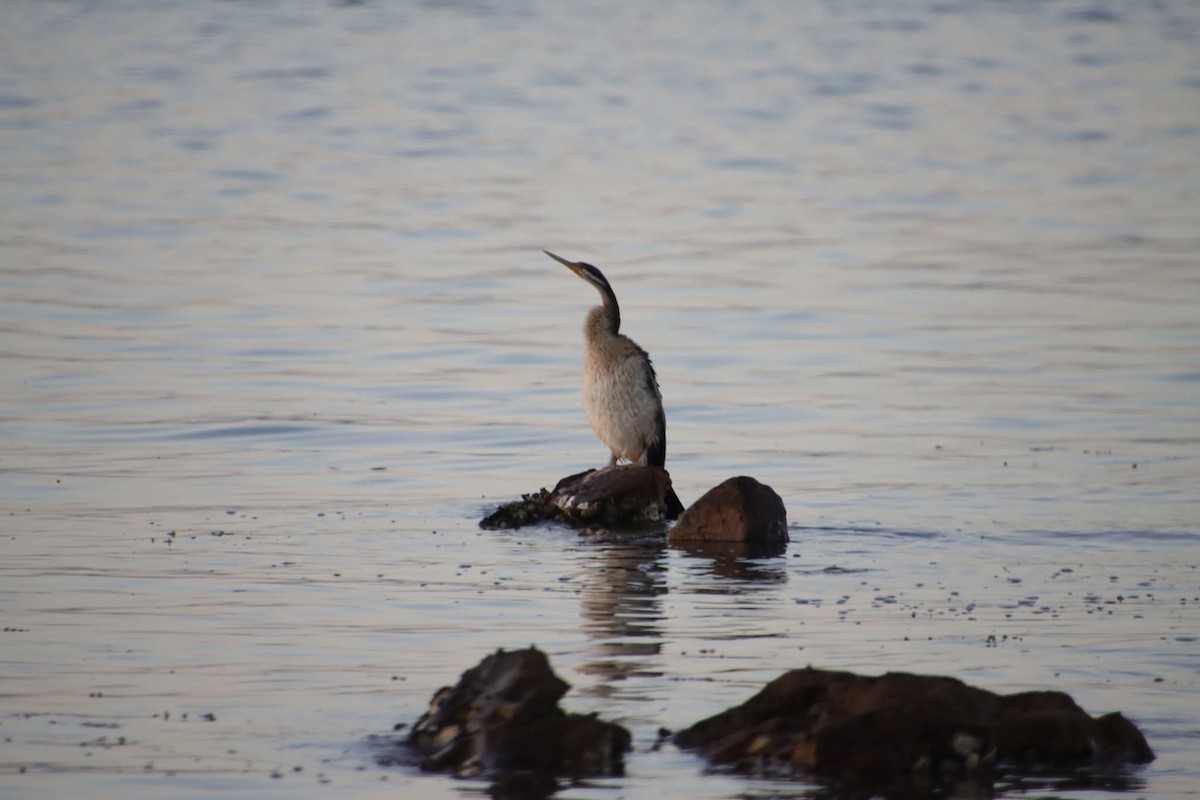 Anhinga australiarra - ML645955387