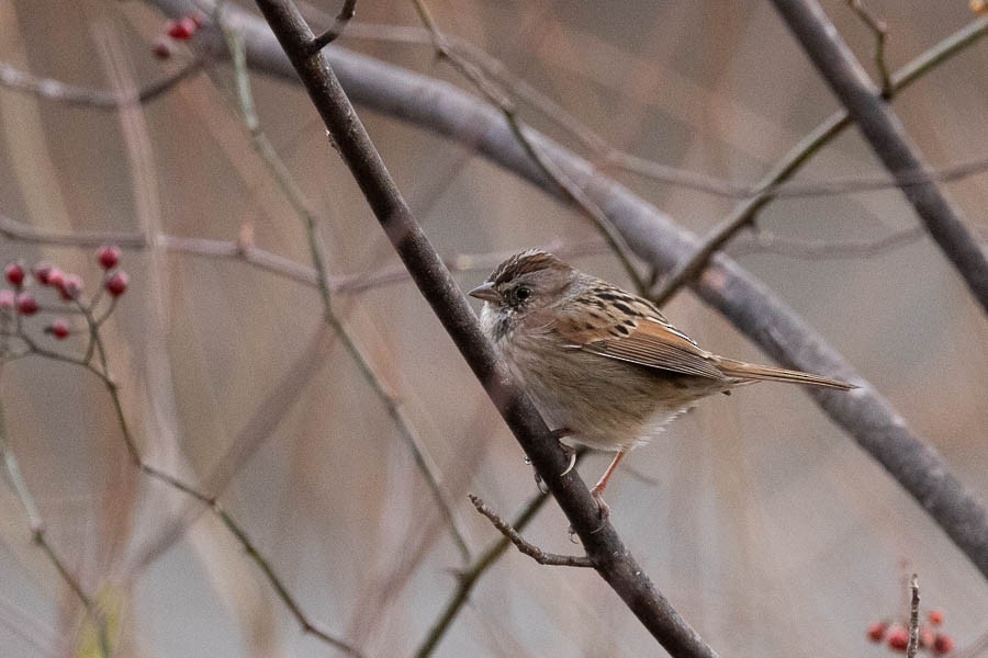 Swamp Sparrow - ML645955388