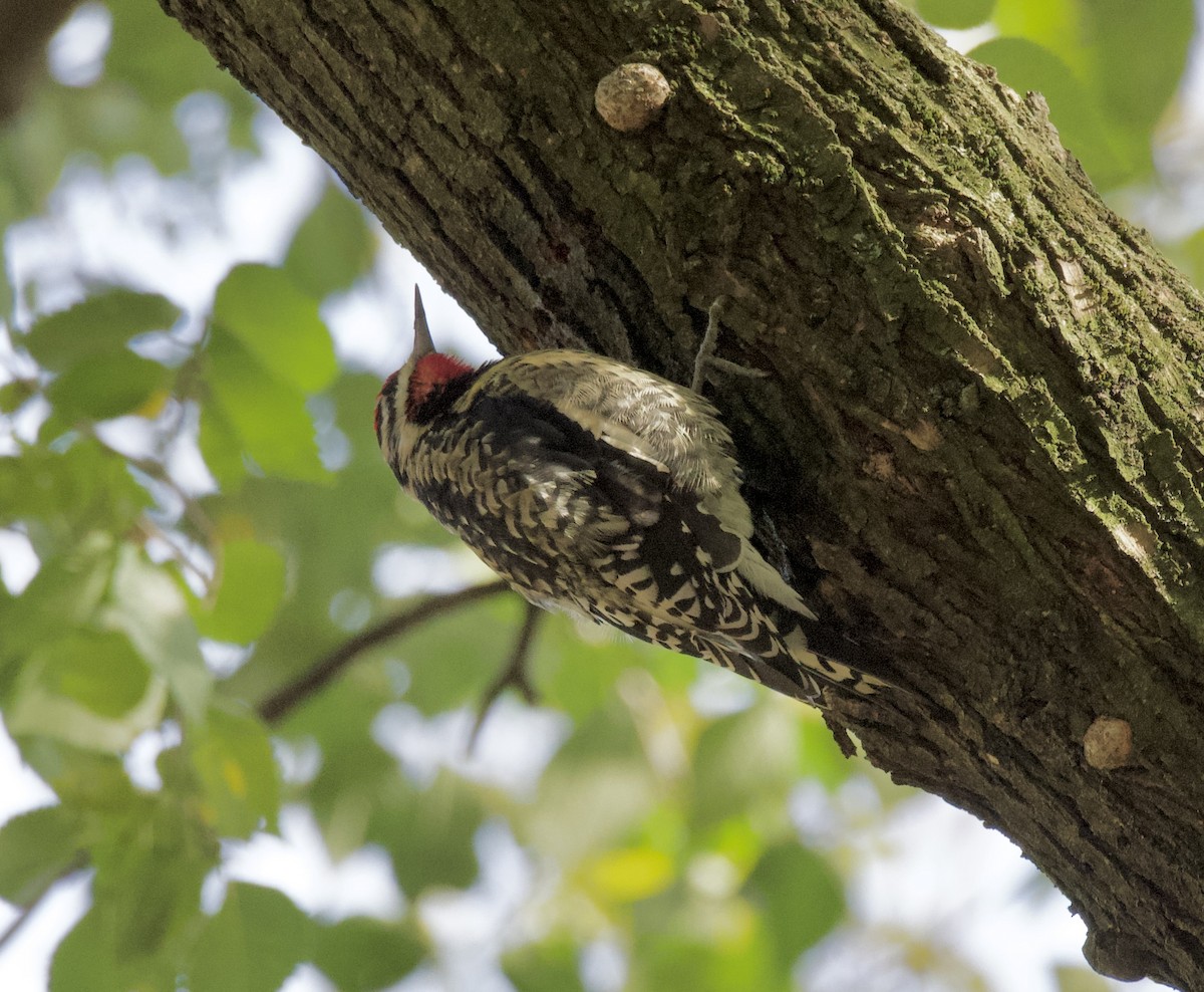 Yellow-bellied Sapsucker - ML645955389