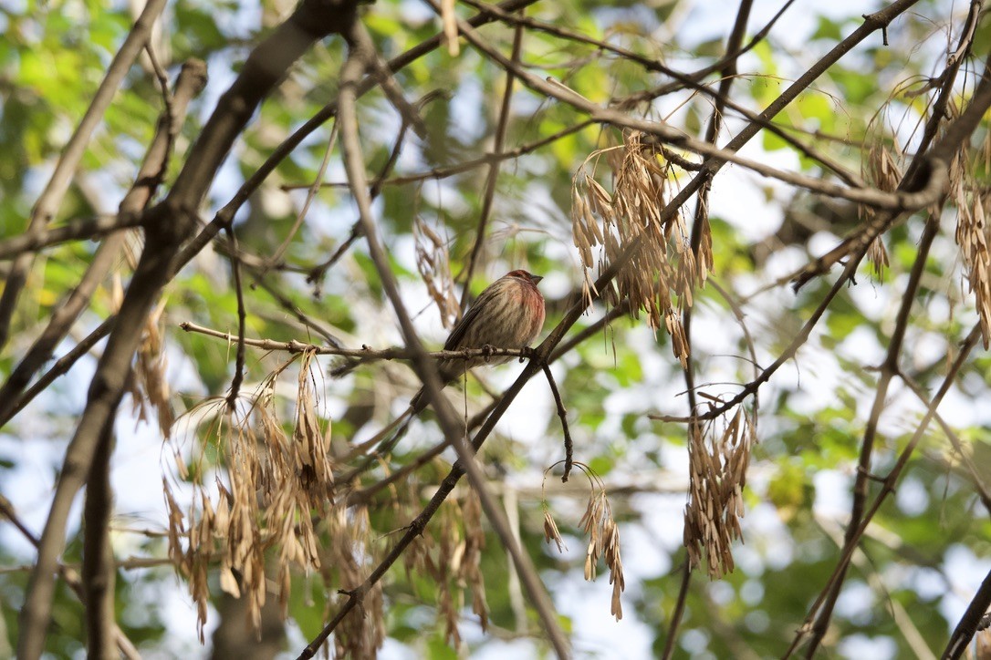 House Finch - ML645955392