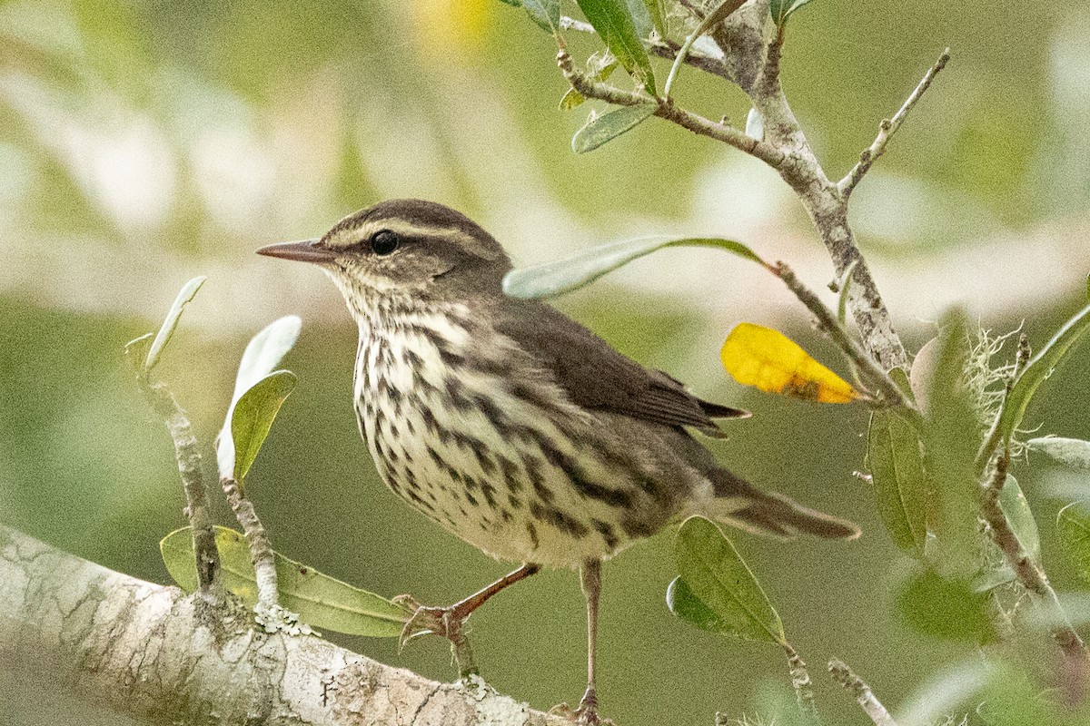 Northern Waterthrush - ML645955395