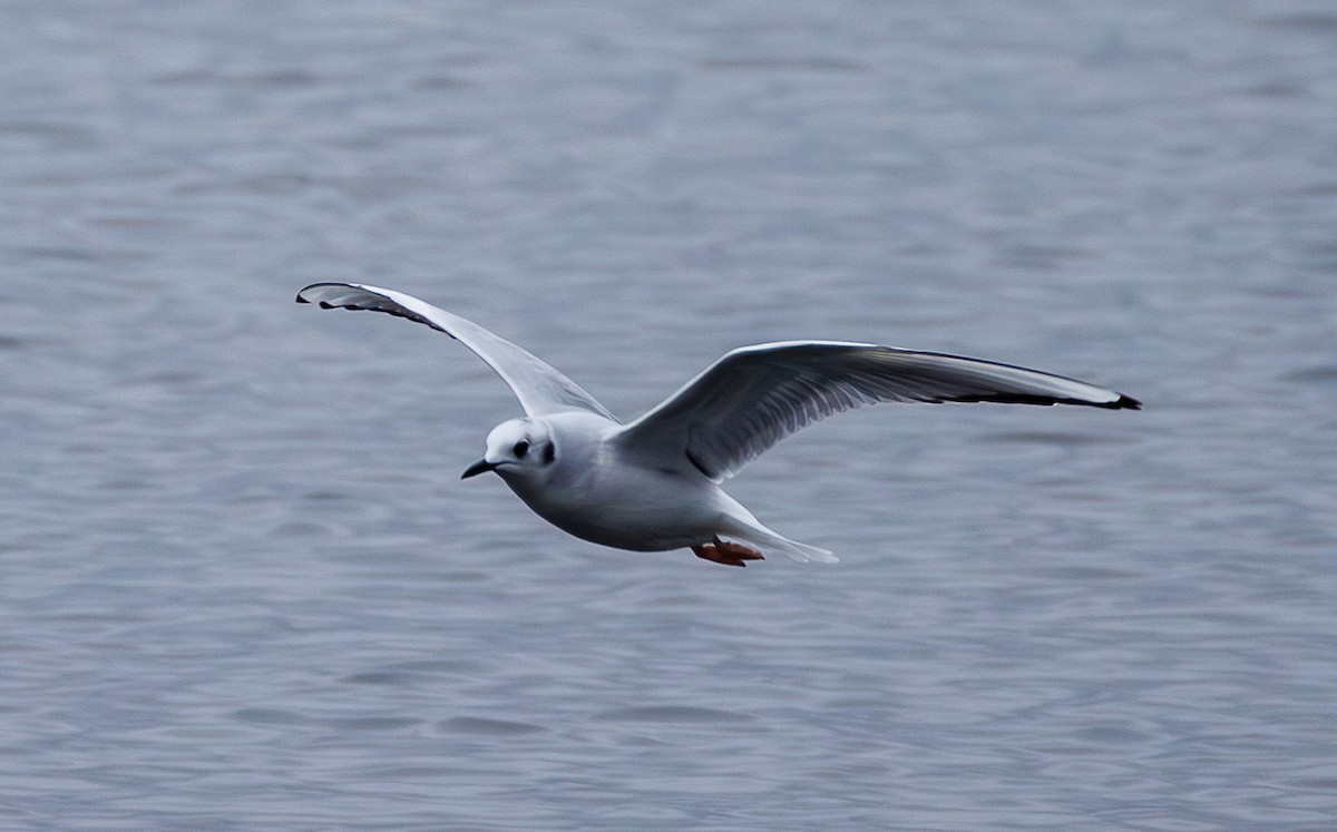 Bonaparte's Gull - ML645955398