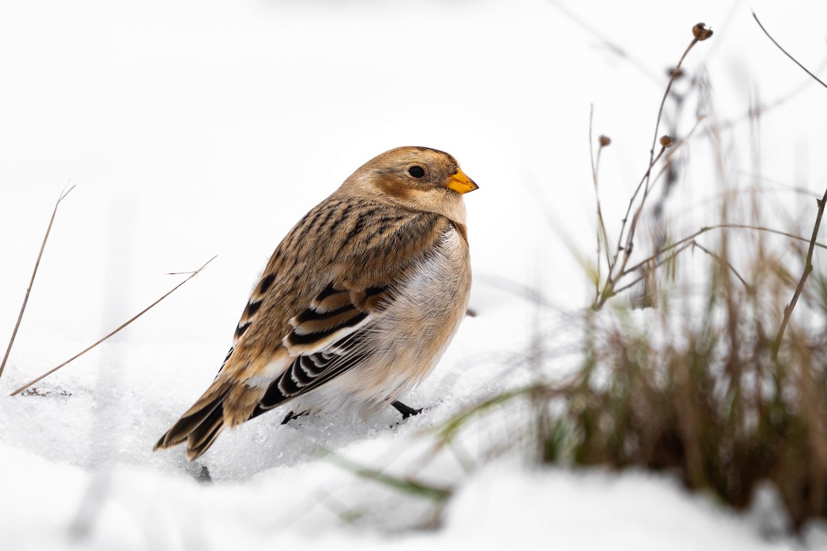 Snow Bunting - ML645955406