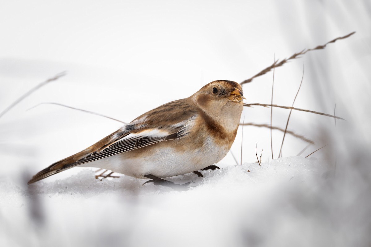 Snow Bunting - ML645955407