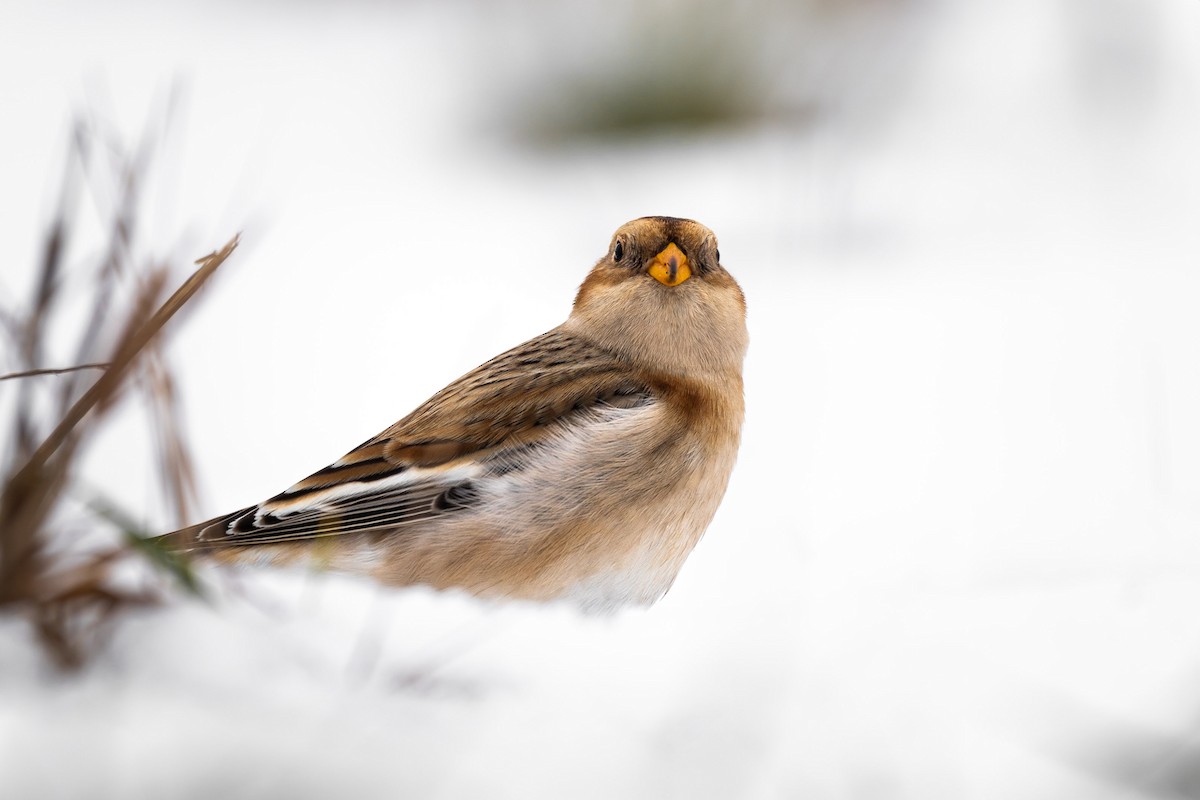 Snow Bunting - ML645955408